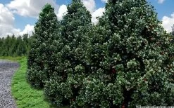 Liberty Holly - 3 Gallon Pot -Shrub Plant Shop ilex conty liberty holly tree 106