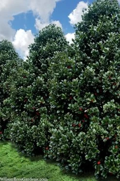 Liberty Holly - 3 Gallon Pot -Shrub Plant Shop ilex conty liberty holly tree 107