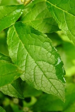 Winter Gold Female Winterberry Holly - 3 Gallon Pot -Shrub Plant Shop ilex verticillata sparkleberry holly 5