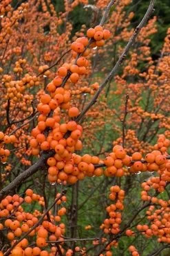 Winter Gold Female Winterberry Holly - 3 Gallon Pot -Shrub Plant Shop ilex verticillata winter gold winterberry holly 3