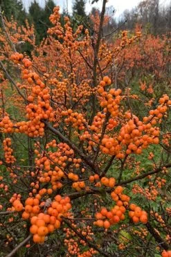 Winter Gold Female Winterberry Holly - 3 Gallon Pot -Shrub Plant Shop ilex verticillata winter gold winterberry holly 4