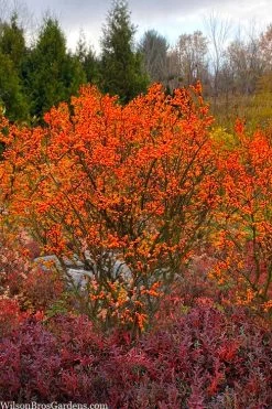 Winter Gold Female Winterberry Holly - 3 Gallon Pot -Shrub Plant Shop ilex verticillata winter gold winterberry holly 7