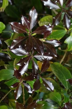 Purple Glaze Star Japanese Anise (Illicium Anisatum 'Muraski No Sato') - 3 Gallon Pot -Shrub Plant Shop illicium anisatum murasake no sato purple glaze 5