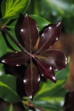 Purple Glaze Star Japanese Anise (Illicium Anisatum 'Muraski No Sato') - 3 Gallon Pot -Shrub Plant Shop illicium anisatum murasake no sato purple glaze 7