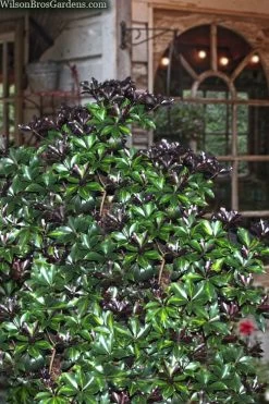 Purple Glaze Star Japanese Anise (Illicium Anisatum 'Muraski No Sato') - 3 Gallon Pot -Shrub Plant Shop illicium anisatum murasake no sato purple glaze 8