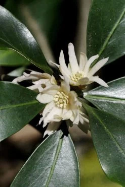 Purple Glaze Star Japanese Anise (Illicium Anisatum 'Muraski No Sato') - 3 Gallon Pot -Shrub Plant Shop illicium anisatum murasake no sato purple glaze 9