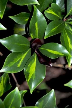Purple Glaze Star Japanese Anise (Illicium Anisatum 'Muraski No Sato') - 3 Gallon Pot -Shrub Plant Shop illicium anisatum purple glaze 2