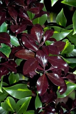 Purple Glaze Star Japanese Anise (Illicium Anisatum 'Muraski No Sato') - 3 Gallon Pot -Shrub Plant Shop illicium anisatum purple glaze 3