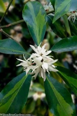Purple Glaze Star Japanese Anise (Illicium Anisatum 'Muraski No Sato') - 3 Gallon Pot -Shrub Plant Shop illicium anisatum purple glaze 5
