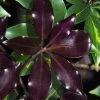 Purple Glaze Star Japanese Anise (Illicium Anisatum 'Muraski No Sato') - 3 Gallon Pot