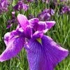 Shogun Japanese Iris (Iris Ensata) - 1 Gallon Pot