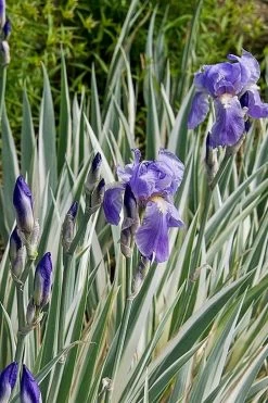 Zebra Variegated Sweet Iris (Iris Pallida 'Albo Variegata') - 1 Gallon Pot -Shrub Plant Shop iris pallida albo variegata sweet iris 1