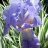 Zebra Variegated Sweet Iris (Iris Pallida 'Albo Variegata') - 1 Gallon Pot