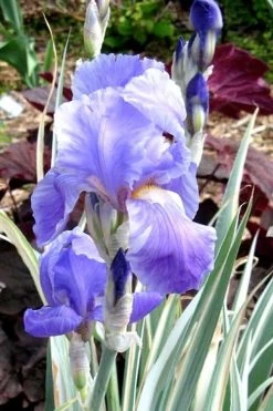 Zebra Variegated Sweet Iris (Iris Pallida 'Albo Variegata') - 1 Gallon Pot -Shrub Plant Shop iris pallida albo variegata sweet iris 3