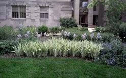 Zebra Variegated Sweet Iris (Iris Pallida 'Albo Variegata') - 1 Gallon Pot -Shrub Plant Shop iris pallida albo variegata sweet iris 4