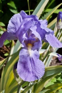 Golden Variegated Sweet Iris - 1 Gallon Pot -Shrub Plant Shop iris pallida aureo variegata 11