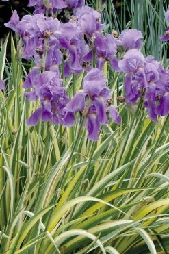 Golden Variegated Sweet Iris - 1 Gallon Pot