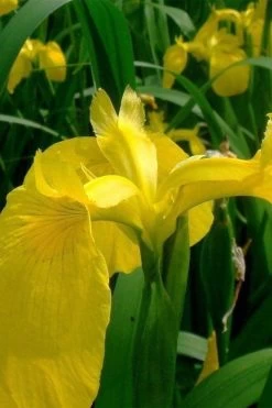 Yellow Flag Iris - 6 Pack Of 1 Gallon Pots -Shrub Plant Shop iris pseudacorus yellow flag 11 2