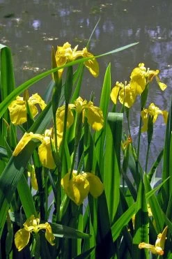 Yellow Flag Iris - 6 Pack Of 1 Gallon Pots -Shrub Plant Shop iris pseudacorus yellow flag 13 2