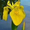 Yellow Flag Iris - 6 Pack Of 1 Gallon Pots