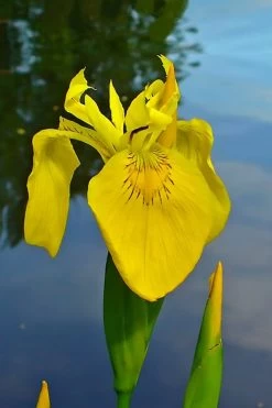 Yellow Flag Iris - 6 Pack Of 1 Gallon Pots