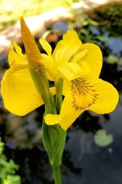 Yellow Flag Iris - 6 Pack Of 1 Gallon Pots -Shrub Plant Shop iris pseudacorus yellow flag 15 2