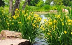 Yellow Flag Iris - 8 Pack Of 1 Gallon Pots -Shrub Plant Shop iris pseudacorus yellow flag 16 1