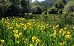 Yellow Flag Iris - 1 Gallon Pot -Shrub Plant Shop iris pseudacorus yellow flag 17