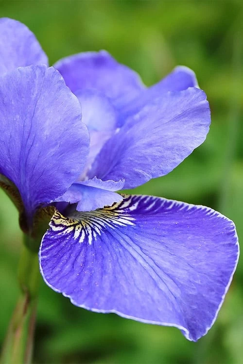 Silver Edge Siberian Iris - 1 Gallon Pot 6 Silver Edge Siberian Iris - 1 Gallon Pot - Image 6
