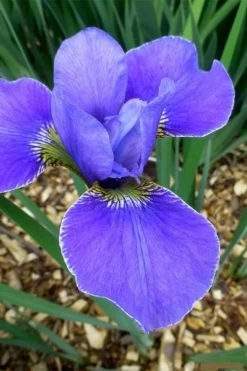 Silver Edge Siberian Iris - 1 Gallon Pot 11 Silver Edge Siberian Iris - 1 Gallon Pot -Shrub Plant Shop iris sibirica silver edge siberian 4