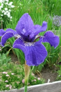 Silver Edge Siberian Iris - 1 Gallon Pot 10 Silver Edge Siberian Iris - 1 Gallon Pot -Shrub Plant Shop iris sibirica silver edge siberian 6