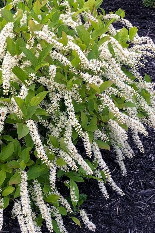 Little Henry Virginia Sweetspire (Itea) - 3 Gallon Pot 5 Little Henry Virginia Sweetspire (Itea) - 3 Gallon Pot - Image 5