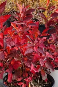 Little Henry Virginia Sweetspire (Itea) - 3 Gallon Pot 10 Little Henry Virginia Sweetspire (Itea) - 3 Gallon Pot -Shrub Plant Shop itea virginica little henry virginia sweetspire 3