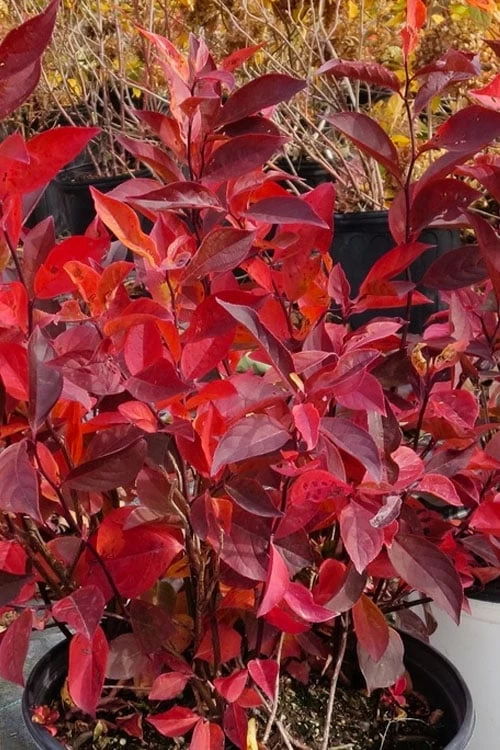 Little Henry Virginia Sweetspire (Itea) - 3 Gallon Pot 4 Little Henry Virginia Sweetspire (Itea) - 3 Gallon Pot - Image 4