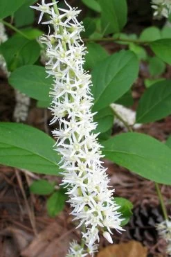 Little Henry Virginia Sweetspire (Itea) - 3 Gallon Pot 13 Little Henry Virginia Sweetspire (Itea) - 3 Gallon Pot -Shrub Plant Shop itea virginica little henry virginia sweetspire 5