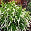 Little Henry Virginia Sweetspire (Itea) - 3 Gallon Pot