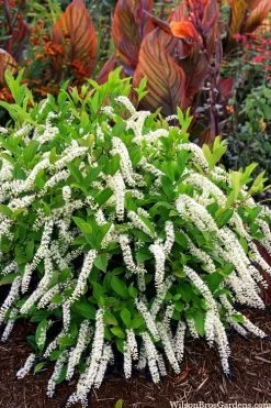 Little Henry Virginia Sweetspire (Itea) - 3 Gallon Pot