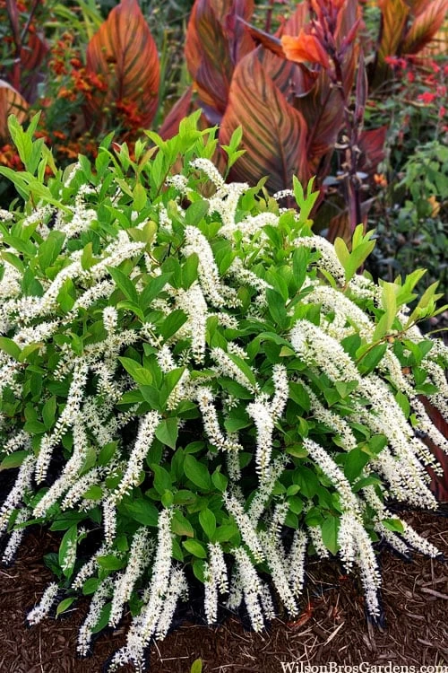 Little Henry Virginia Sweetspire (Itea) - 3 Gallon Pot 1 Little Henry Virginia Sweetspire (Itea) - 3 Gallon Pot