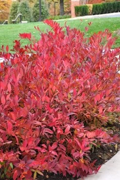 Virginia Sweetspire (Itea Virginica) - 3 Gallon Pot -Shrub Plant Shop itea virginica virginia sweetspire 14