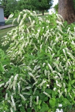 Virginia Sweetspire (Itea Virginica) - 3 Gallon Pot -Shrub Plant Shop itea virginica virginia sweetspire 2
