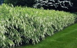 Virginia Sweetspire (Itea Virginica) - 3 Gallon Pot -Shrub Plant Shop itea virginica virginia sweetspire 5