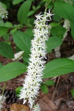 Virginia Sweetspire (Itea Virginica) - 3 Gallon Pot -Shrub Plant Shop itea virginica virginia sweetspire 7