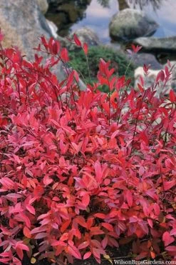 Virginia Sweetspire (Itea Virginica) - 3 Gallon Pot -Shrub Plant Shop itea virginica virginia sweetspire 8