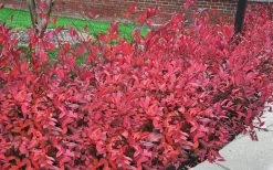 Virginia Sweetspire (Itea Virginica) - 3 Gallon Pot -Shrub Plant Shop itea virginica virginia sweetspire 9