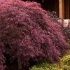 Crimson Queen Dwarf Japanese Maple (High Graft Tree Form) - 1 Gallon Pot