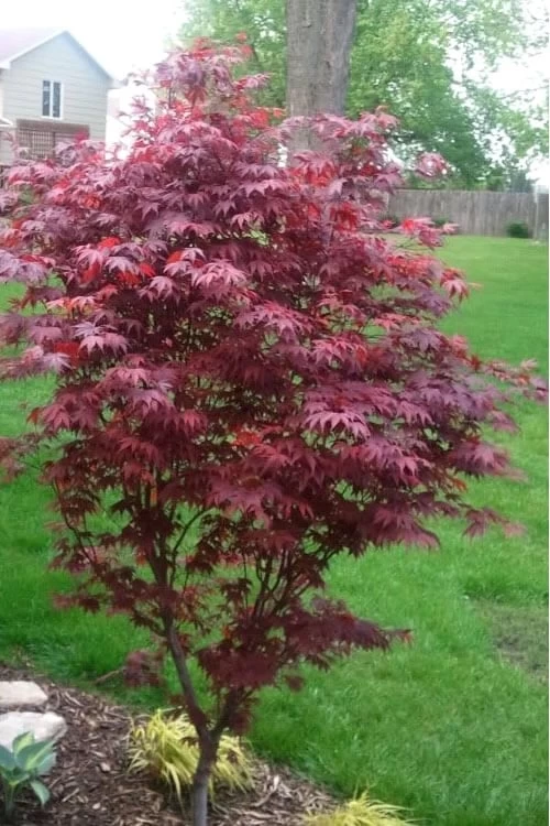 Fireglow Red Leaf Japanese Maple - 5 Gallon Pot (4.5-5.5') 5 Fireglow Red Leaf Japanese Maple - 5 Gallon Pot (4.5-5.5') - Image 5