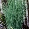 Blue Dart Rush (Juncus) - 5 Pack Of Quart Pots