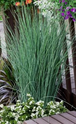 Blue Dart Rush (Juncus) - 5 Pack Of Quart Pots
