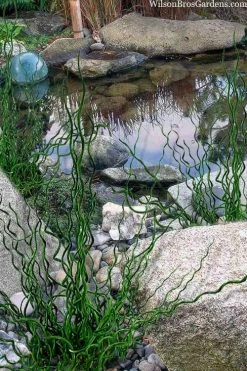 Big Twister Giant Corkscrew Rush (Juncus Effusus) - 5 Pack Of Quart Pots -Shrub Plant Shop juncus effusus big twister 100