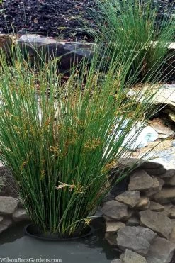 Soft Rush (Juncus Effusus) - 8 Pack Of 1 Gallon Pots -Shrub Plant Shop juncus effusus soft rush 1